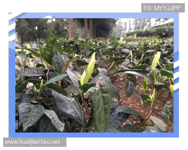 茶叶文化的传承与创新：探索中国茶叶的历史、品种与现代发展之路